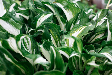 Plant with green succulent leaves in the garden.