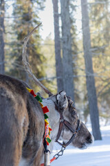 portrait of reindeer standing in the snow of a winter wonderland 