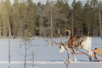 reindeer pulling a sleigh through the winter wonderland, tourism, epic view