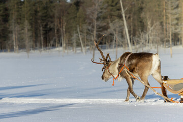 reindeer pulling a sleigh through the winter wonderland, tourism, epic view