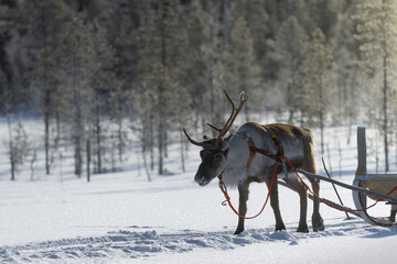 epic reindeer photo, reindeer pulling a sleigh through the winter wonderland, backlight