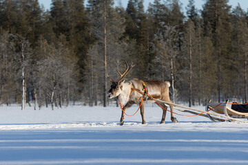 Fototapeta na wymiar reindeer pulling a sleigh through the winter wonderland, tourism, epic view