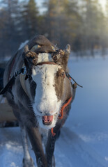 portrait of a reindeer pulling a sleigh for tourists