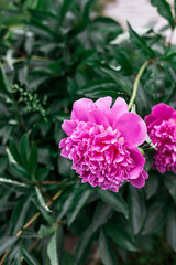 Obraz premium Pink peonies bloom in the garden.