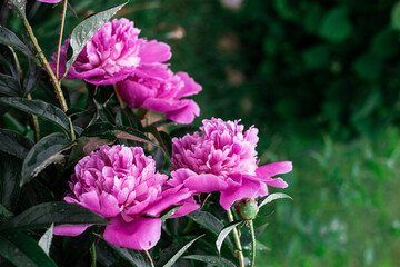 Pink peonies bloom in the garden.