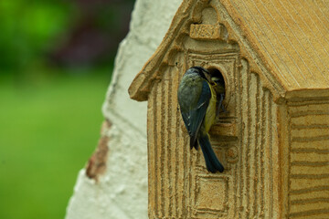 Adult Blue tit and baby