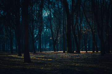 Mystical Strange forest in a fog with leaves. Background mystic atmosphere. Dark mysterious park....