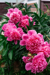 Pink peonies bloom in the garden.