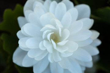 Closeup of a doubled bloodroot flower in East Windsor, Connecticut.