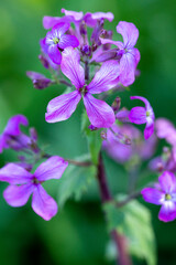 Fototapeta na wymiar Purple honesty flower cluster in East Windsor, Connecticut.