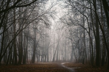 Dark mysterious park. Scary forest lit by moon. Fairy Forest. Paranormal another world. Mystical Strange forest. Background mystic atmosphere. Dark fantasy wallpaper. Stranger trees in the mist.