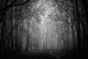Dark mysterious park. Scary forest lit by moon. Fairy Forest. Paranormal another world. Mystical...