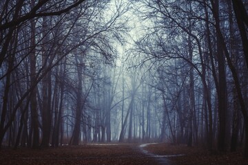 Mystical Strange forest in a fog with red leaves. Background mystic atmosphere. Dark mysterious park. Scary forest with red flowers lit by moon. Fairy Forest. Paranormal another world. Dark wood.