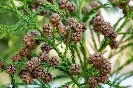 Small brown cones of a Japanese cedar in East Windsor, Connecticut.