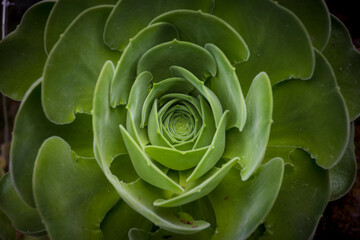 Green and vibrant aonium or latin name aeonium canariense grow in the shade. Also called velvet...