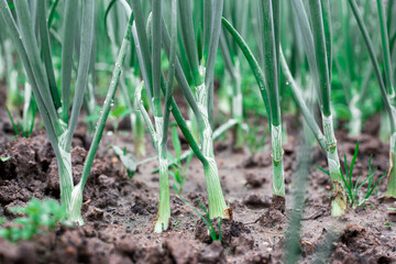 Green onions in the garden.