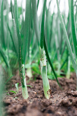 Green onions in the garden.