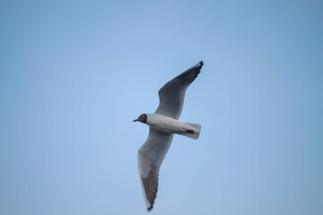 birds