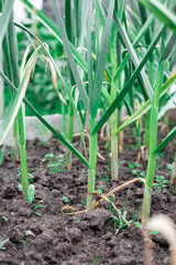 Garlic will grow in the garden. Green sprouts.