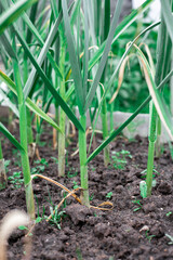 Garlic will grow in the garden. Green sprouts.