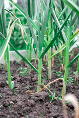 Garlic will grow in the garden. Green sprouts.
