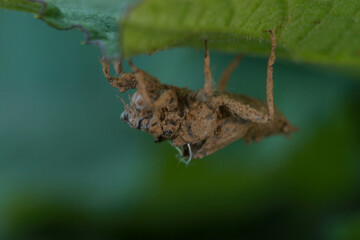 macro
