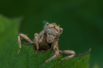 macro