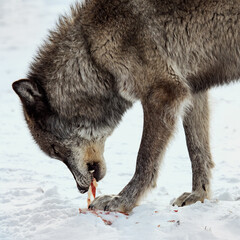 Timber Wolf Eating Meat