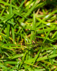 dragonfly on a leaf