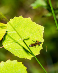 fly on leaf