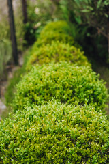 Beautiful background, close-up texture of green leaves, foliage of an evergreen bush in a row. Photo of boxwood in nature.