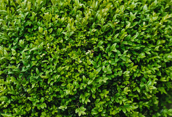 Fototapeta na wymiar Background, texture of green leaves of boxwood. Photography of nature.
