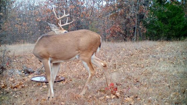 White-tailed buck in an opening in the woods on a fall morning