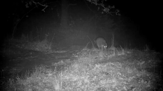Infra-red footage of a raccoon walking at night in fog, across a small stream