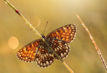 Motyl Przeplatka Diamina