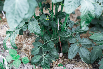 Bushes of tomatoes grow in a greenhouse