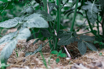 Bushes of tomatoes grow in a greenhouse