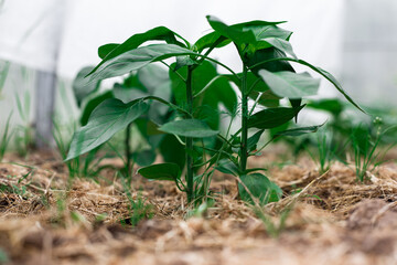Pepper seedlings in a greenhouse
