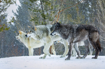 Fototapeta na wymiar Wolf Pack Hunting