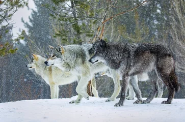 Rolgordijnen Wolf Pack Hunting © Sherry