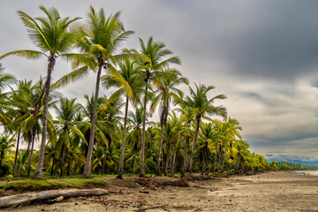 Fototapeta premium Landscape of palm trees on a fishermen's beach.