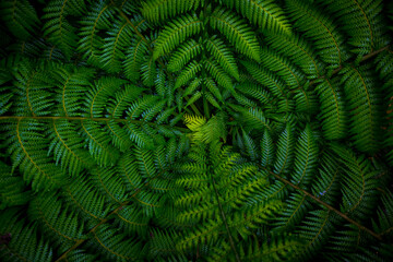 Fototapeta na wymiar Dark and vibrant green fern leaves spreading out creating swirly natural pattern background.
