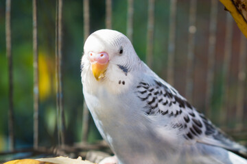 Ave afuera de una jaula