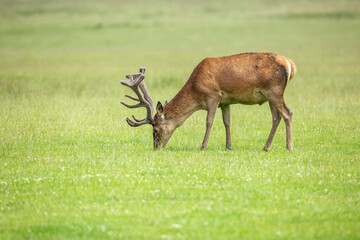 Scottish red deer stag cervus elaphus isolated from the background during the autumn rut feeding on fresh green grass