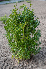 Aerial view of dense green pine forest with canopies of spruce trees and colorful lush foliage in autumn mountains.