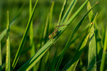 A grasshopper sitting on the grass.