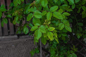 Green foliage of blueberries with dew drops. Close-up. Fresh dew drops on green leaves. Blueberry bushes. natural leaves background. Rain drops on leaf with blurred background