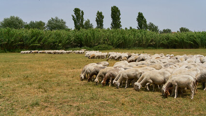 Grazing sheep at Appia Antica urban regional park in Rome