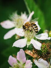 A bee pollinates a blackberry blossom.