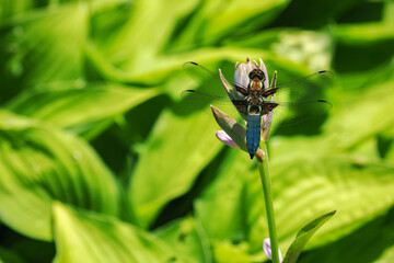 Dragonfly sitting on a flower with green background.